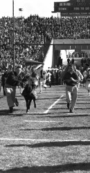 1954 Notre Dame Meets The Ponies At The Cotton Bowl