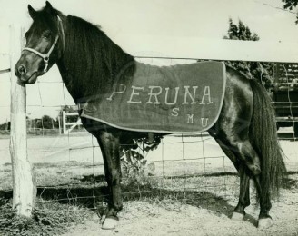 Peruna