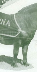 1934 Peruna